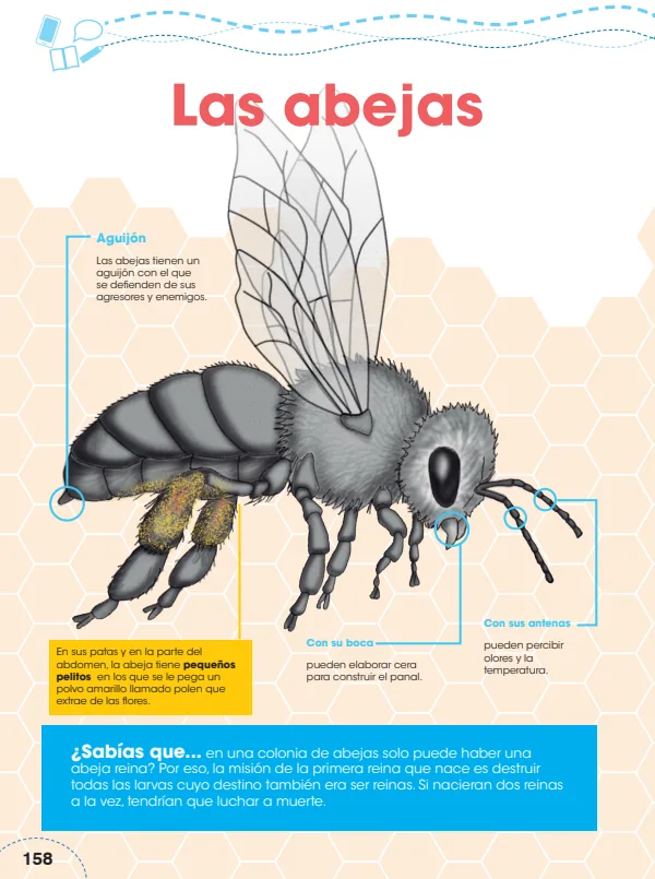 Las abejas - 5.° grado de Primaria (MINEDU) PDF 1 Portada de Las abejas - 5.° grado de Primaria - MINEDU